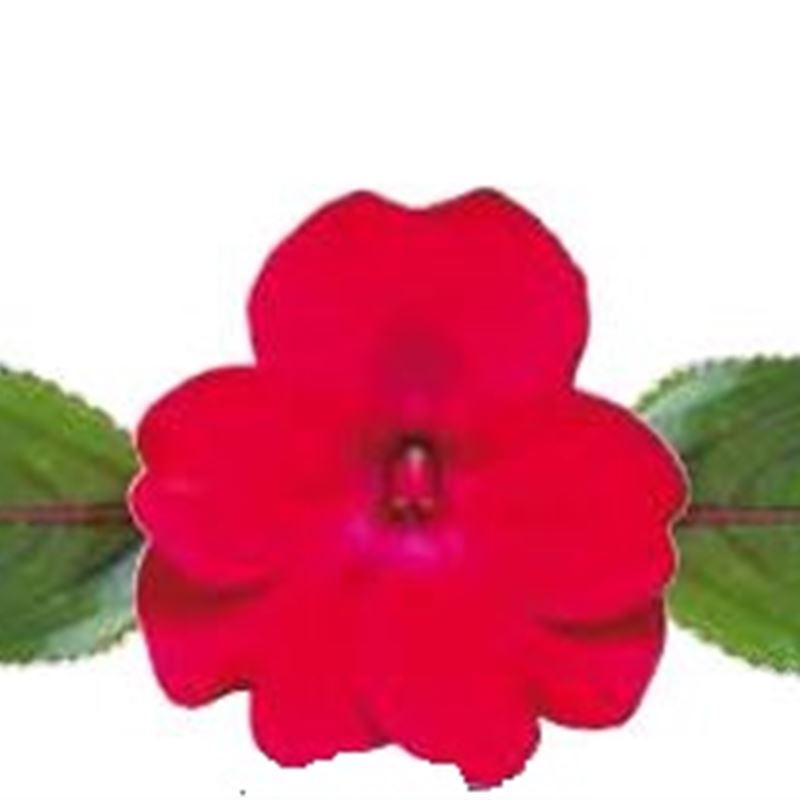 Rose Glow® Compact